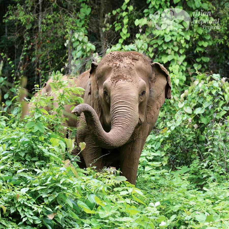 A visit to the Elephant Camp in Koh Chang – uOpera